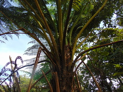 Cyathea bicrenata