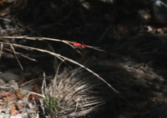 Pyromorpha latercula