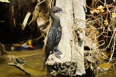 Microcarbo niger