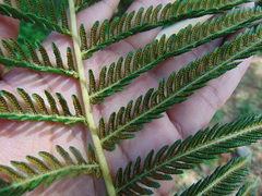 Cyathea bicrenata