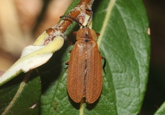 Lycus fulvellus