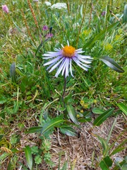 Aster flaccidus