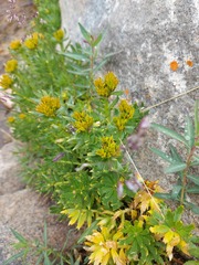 Rhodiola stephanii