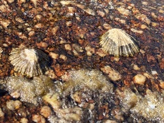 Siphonaria pectinata