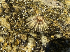 Siphonaria pectinata