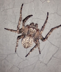 Larinioides ixobolus