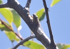 Diceroprocta arizona