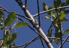 Diceroprocta arizona