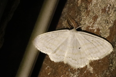 Scopula caricaria