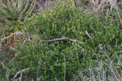 Diospyros scabrida