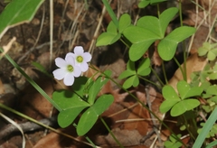 Oxalis alpina