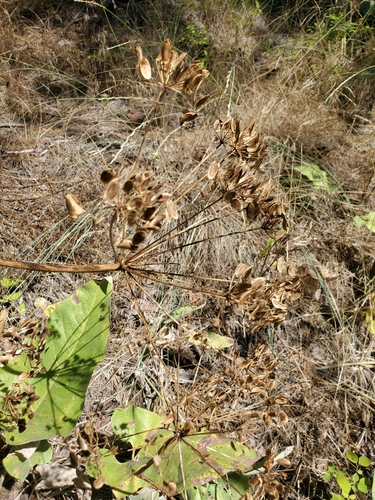 Lomatium multifidum, photograph 1