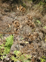 Lomatium multifidum, photograph J Straka, CC BY, iNaturalist via GBIF