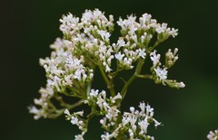 Valeriana officinalis