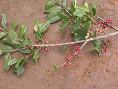 Ilex mitis