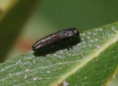 Agrilaxia arizonae