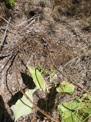 Lomatium multifidum, photograph J Straka, CC BY, iNaturalist via GBIF