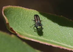 Agrilaxia arizonae