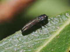 Agrilaxia arizonae