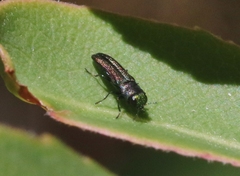 Agrilaxia arizonae