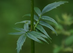 Valeriana officinalis