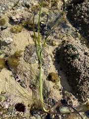 Zostera noltei