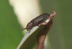 Glyphuroplata uniformis
