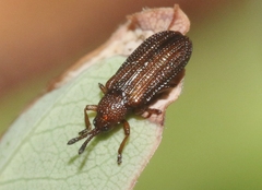Glyphuroplata uniformis