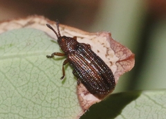 Glyphuroplata uniformis