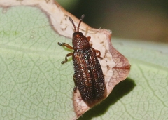 Glyphuroplata uniformis