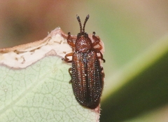 Glyphuroplata uniformis