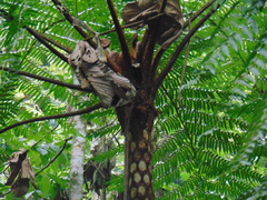 Cyathea fulva