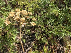 Cnidium cnidiifolium