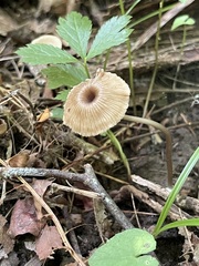Entoloma subfarinaceum