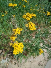 Tanacetum vulgare