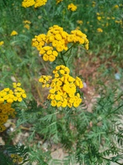 Tanacetum vulgare
