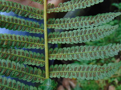 Cyathea fulva