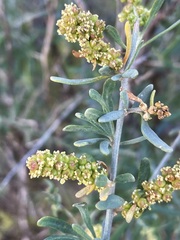 Chenopodium nitrariaceum