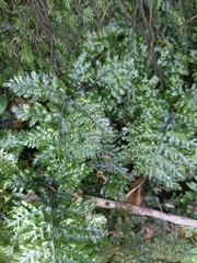 Trichomanes obscurum