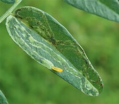 Liriomyza congesta