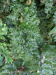 Trichomanes obscurum