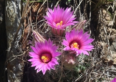 Mammillaria wrightii wilcoxii