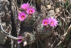 Mammillaria wrightii wilcoxii