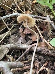 Entoloma subfarinaceum