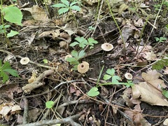 Entoloma subfarinaceum