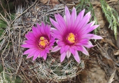 Mammillaria wrightii wilcoxii