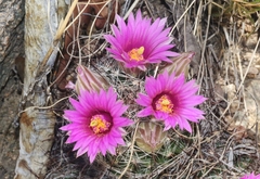 Mammillaria wrightii wilcoxii