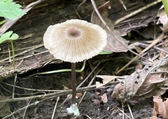 Entoloma subfarinaceum