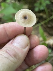 Entoloma subfarinaceum