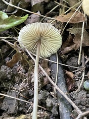 Entoloma subfarinaceum